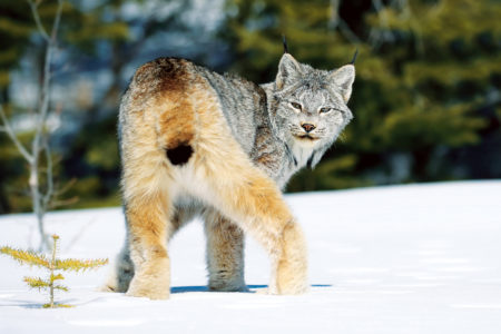 Winter royalty