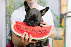 11 human foods that dogs can eat too