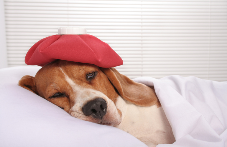 Wacky global hangover cures