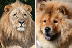8 cute dogs that look just like lions