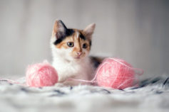 10 noises your cat makes – and what they all mean