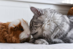 20 cute animal friendships to fill your heart with happiness