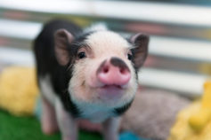20 of the cutest pig pictures to brighten your day