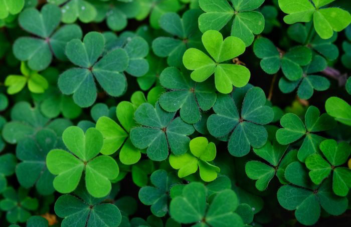 “Drowning the shamrock”