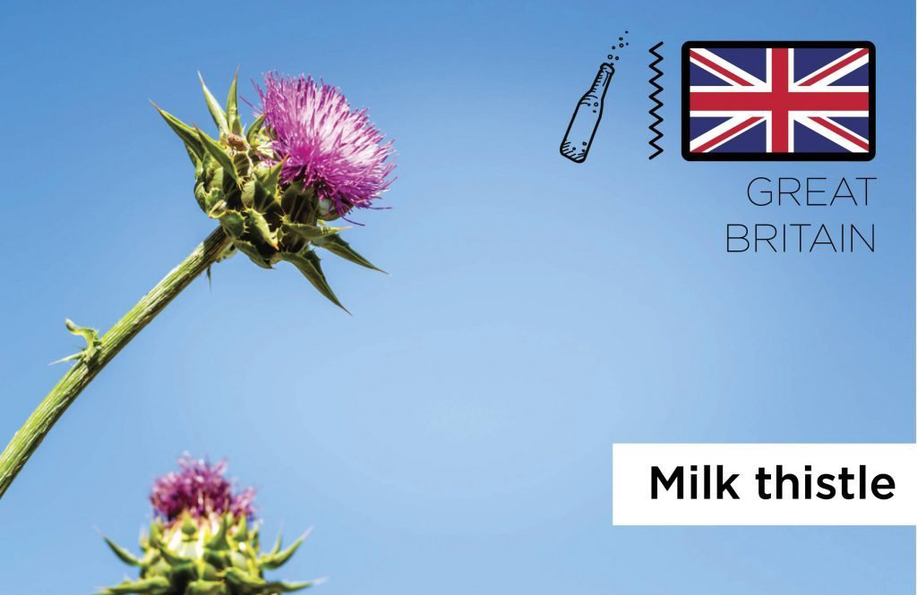 Great Britain: Milk thistle