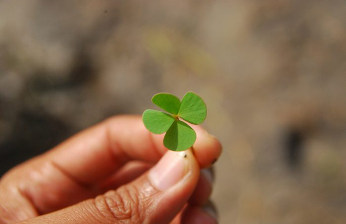 Looking for four-leaf clovers