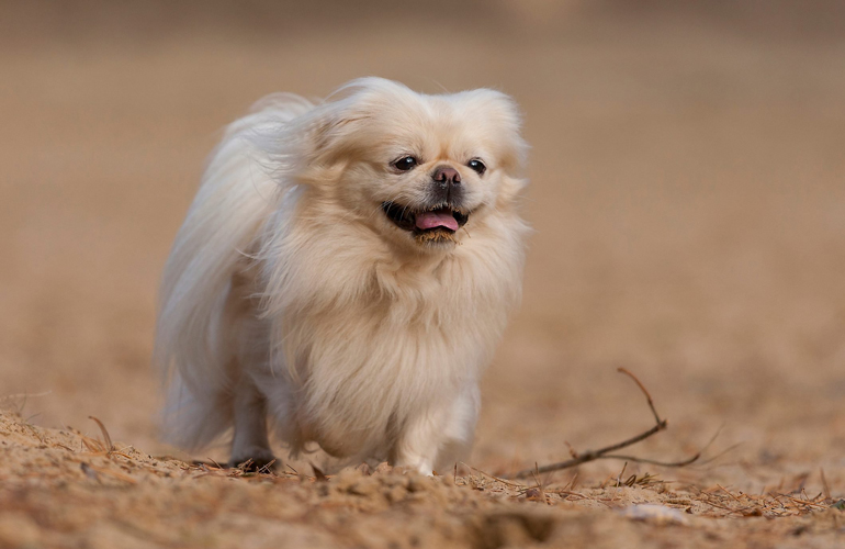 Pekingese