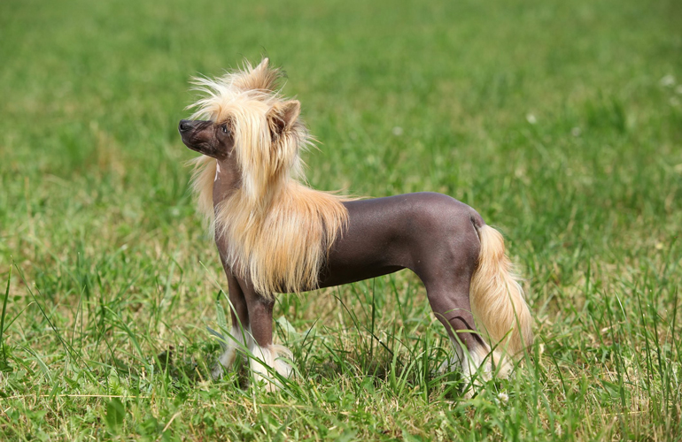 Chinese Crested