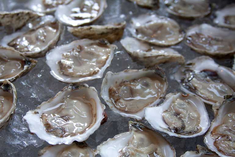 Oysters