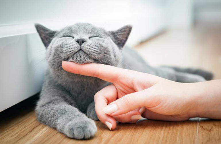 Purring