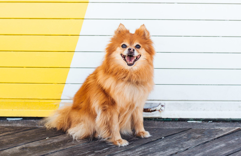 Pomeranian