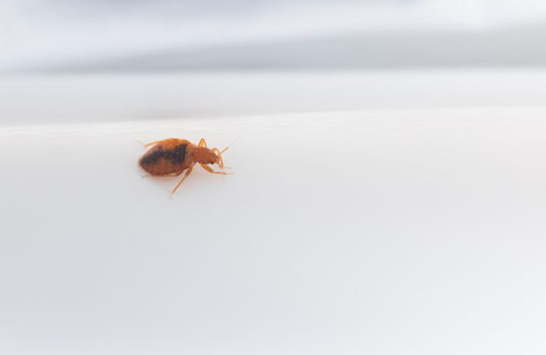 Kill off bugs