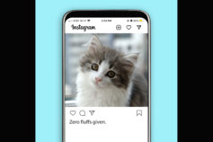 43 purrfect Instagram captions for your cat photos