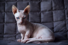 31 ugly cats that are still super cute