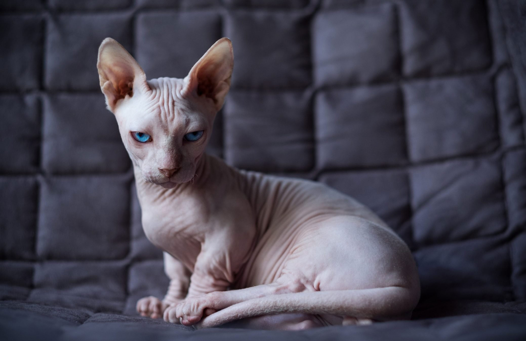 World’s ugliest cats