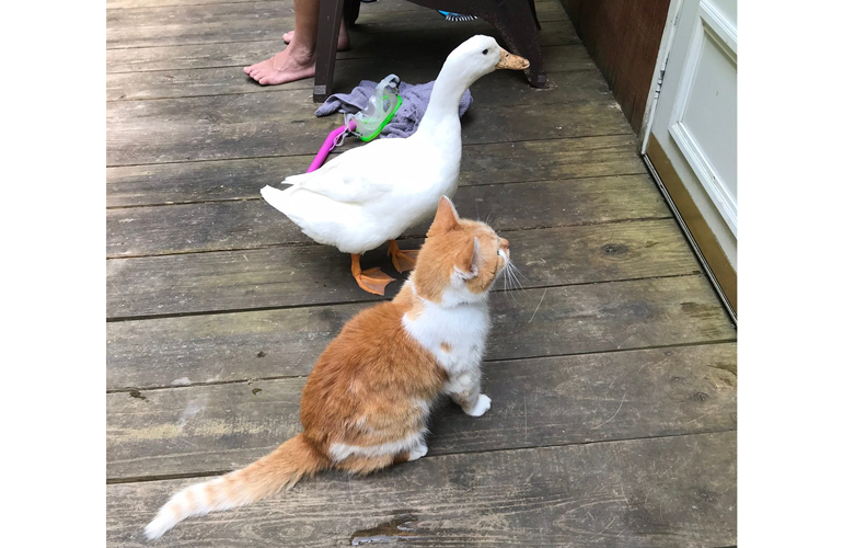 Quackers and Gizmo