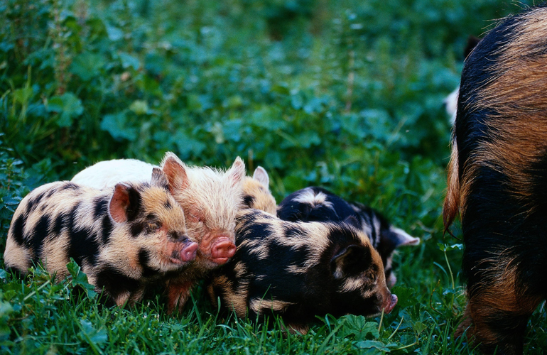 Porcine gossip