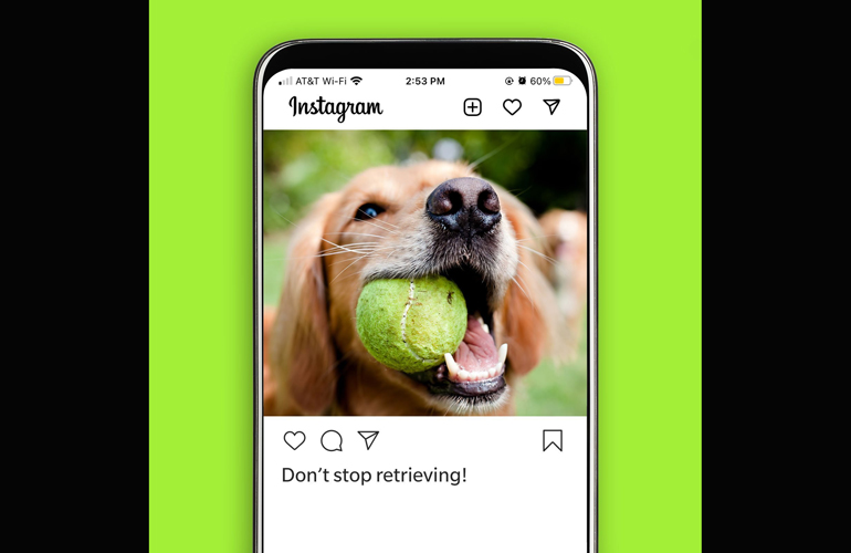 Dog Instagram captions by breed