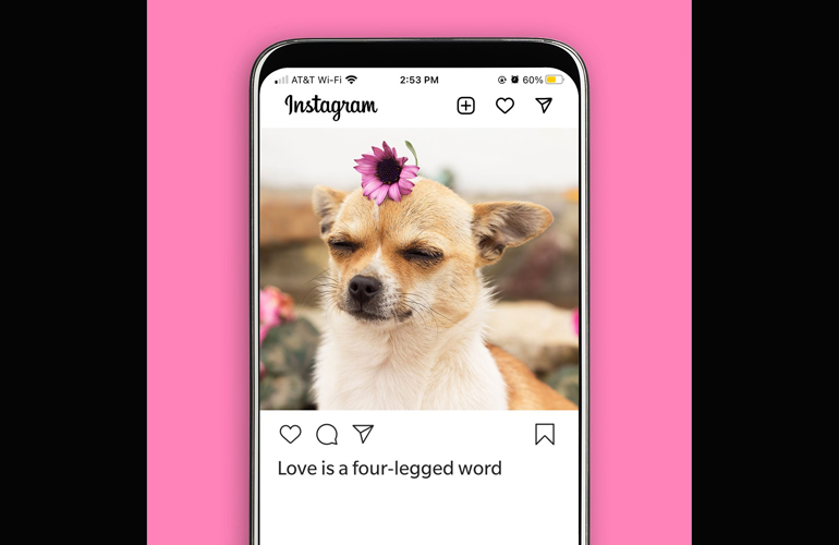 Cute dog captions