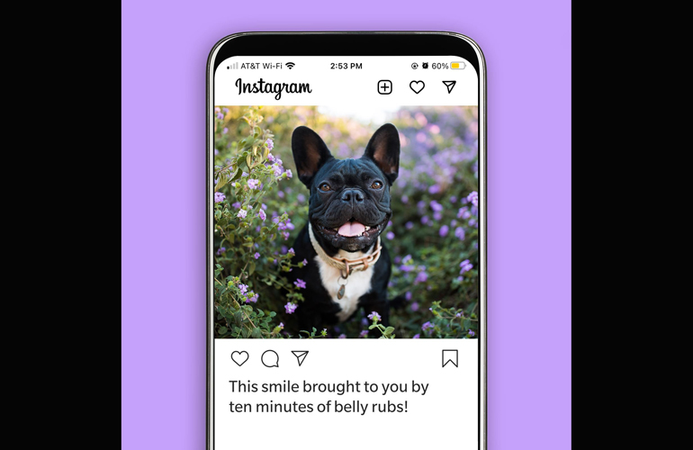 Dog Instagram captions from your dog’s point of view