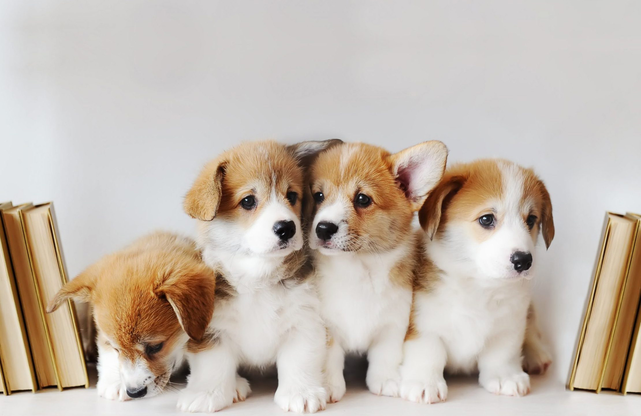 Puppy power!