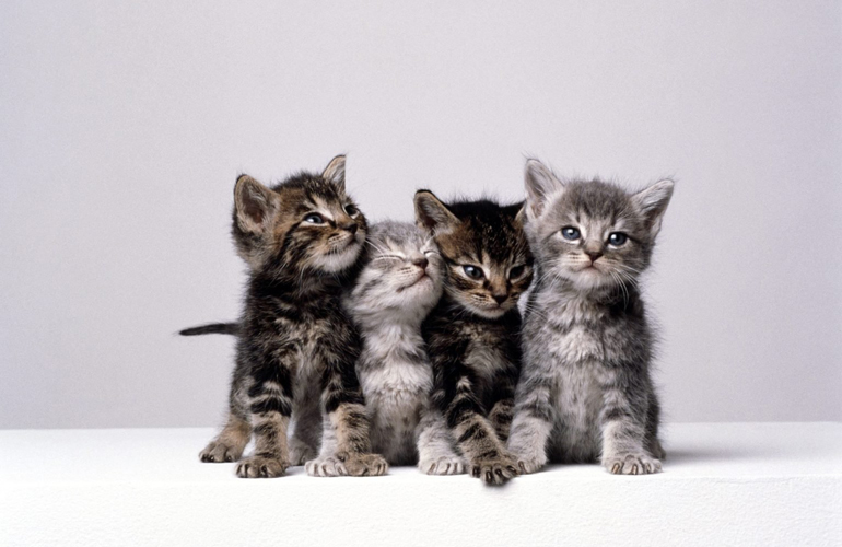 Friends fur-ever