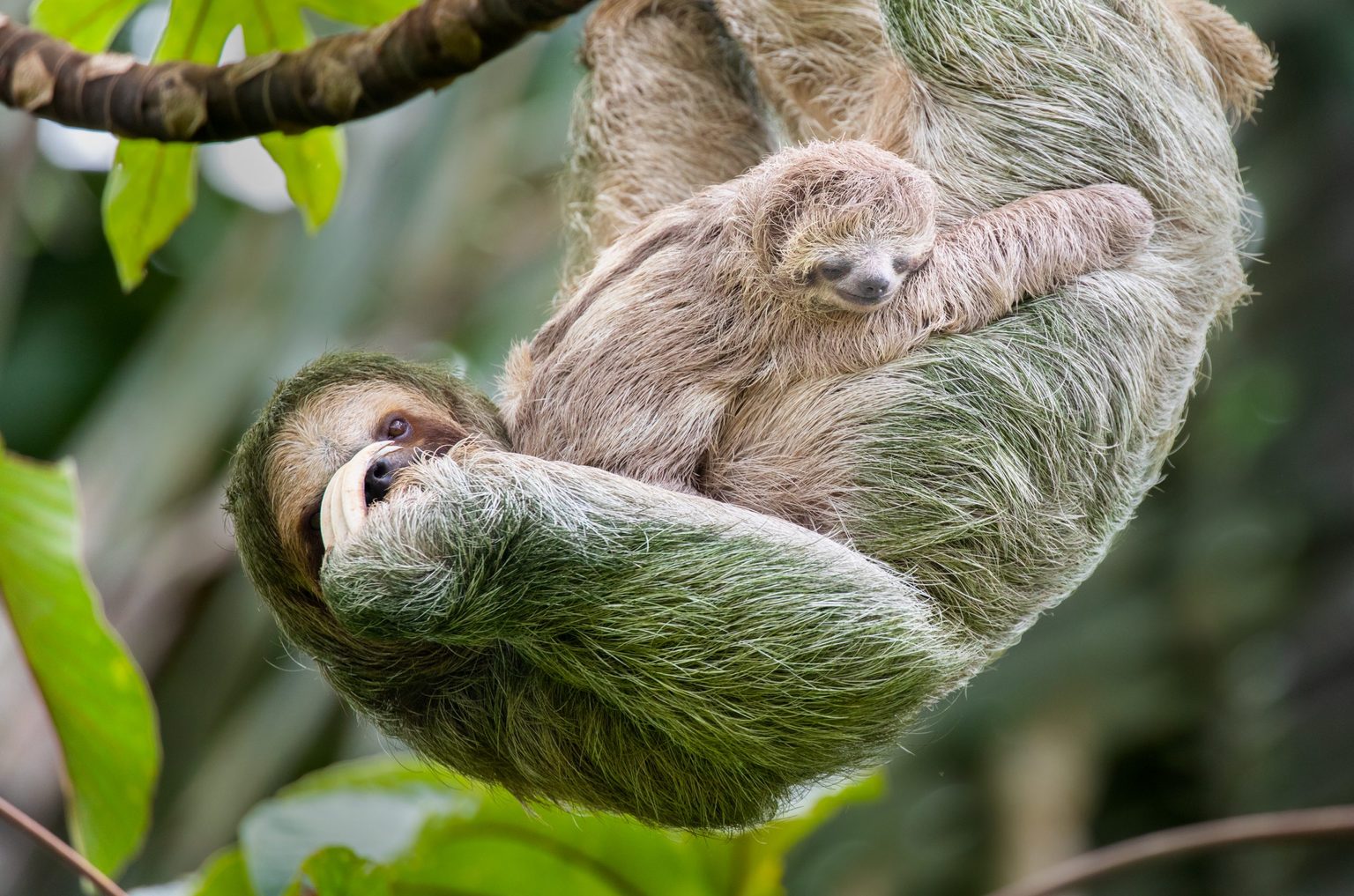 A mother’s love is strong (even among sloths)