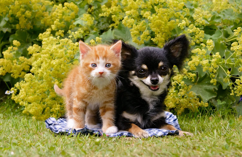 A purrfect pair