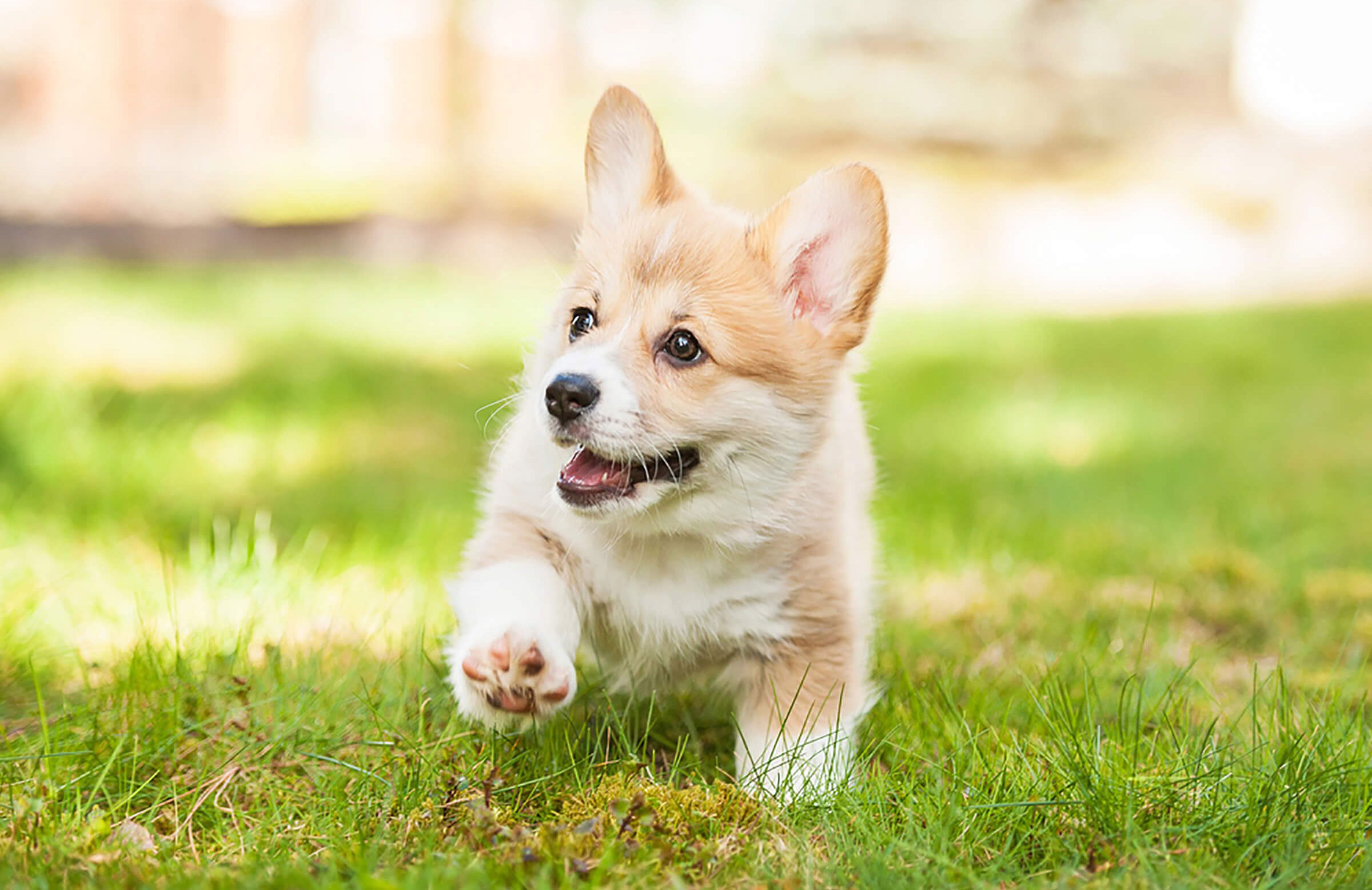 Of-corgi this is adorable