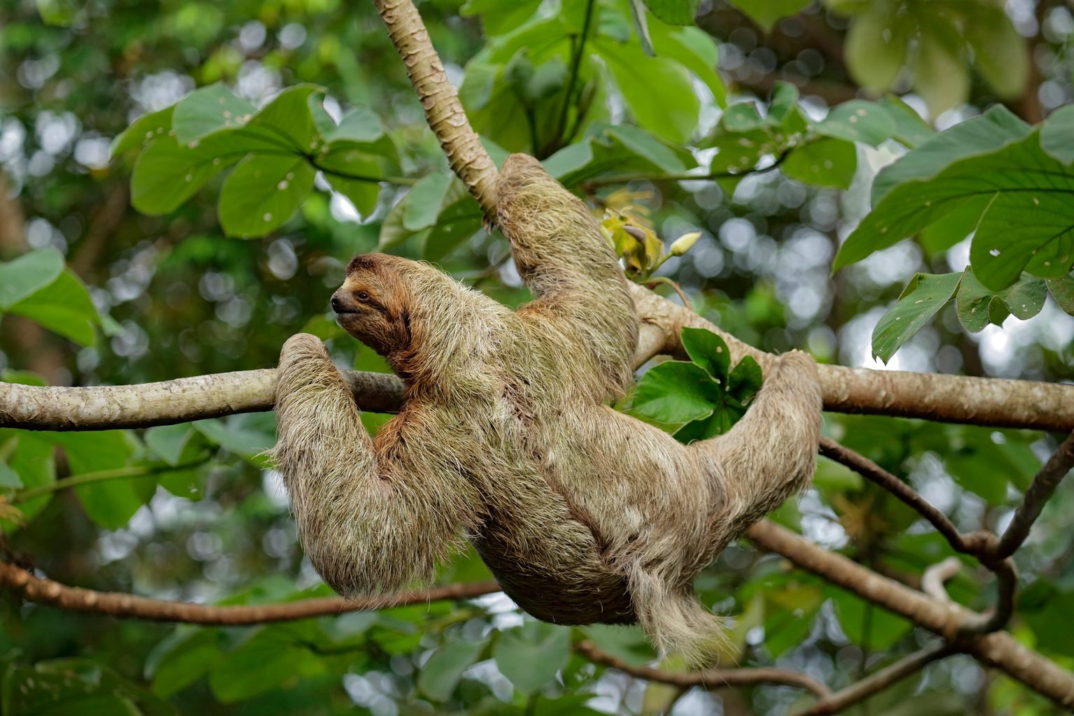 Caught mid-swing!