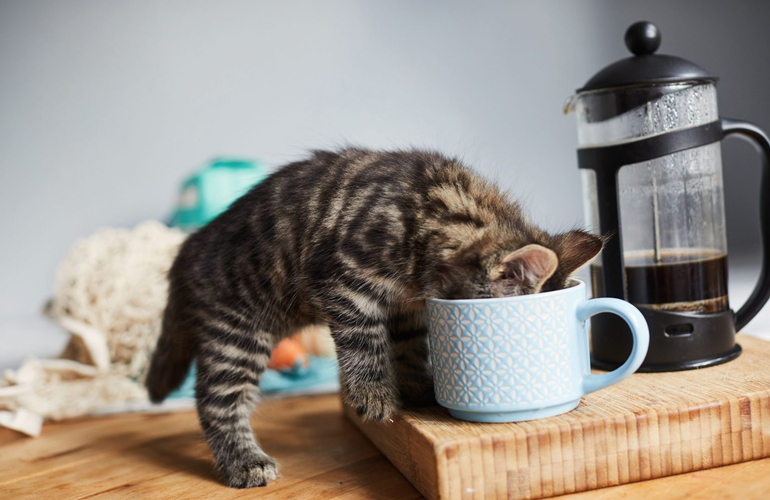 Coffee talk, anyone?