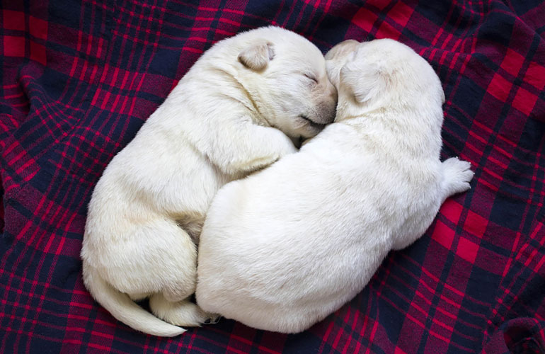 The snuggle is real