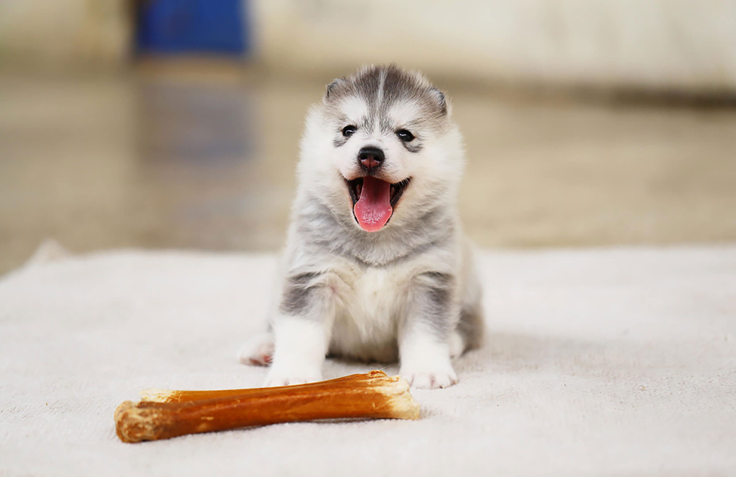 Throwing you a cuteness bone