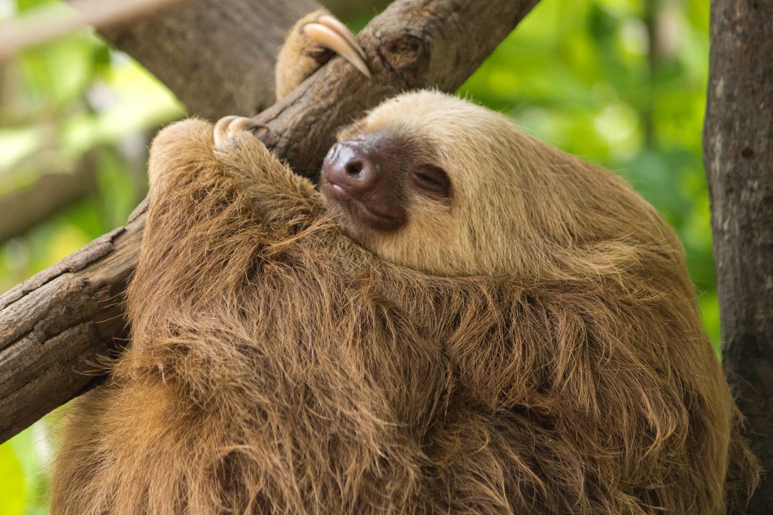 A sloth at peace