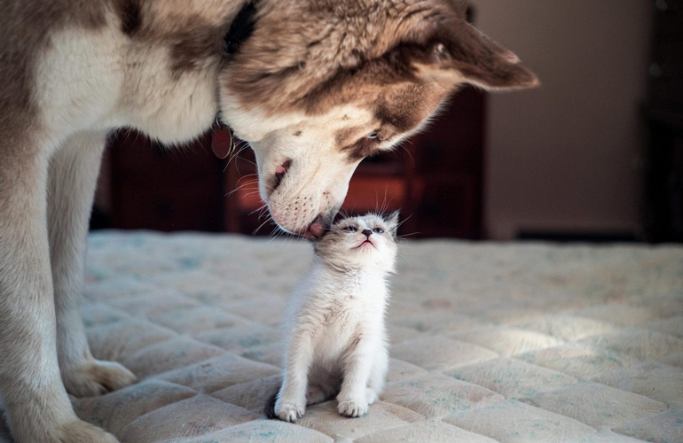 Dogs are in-fur-ior to kittens