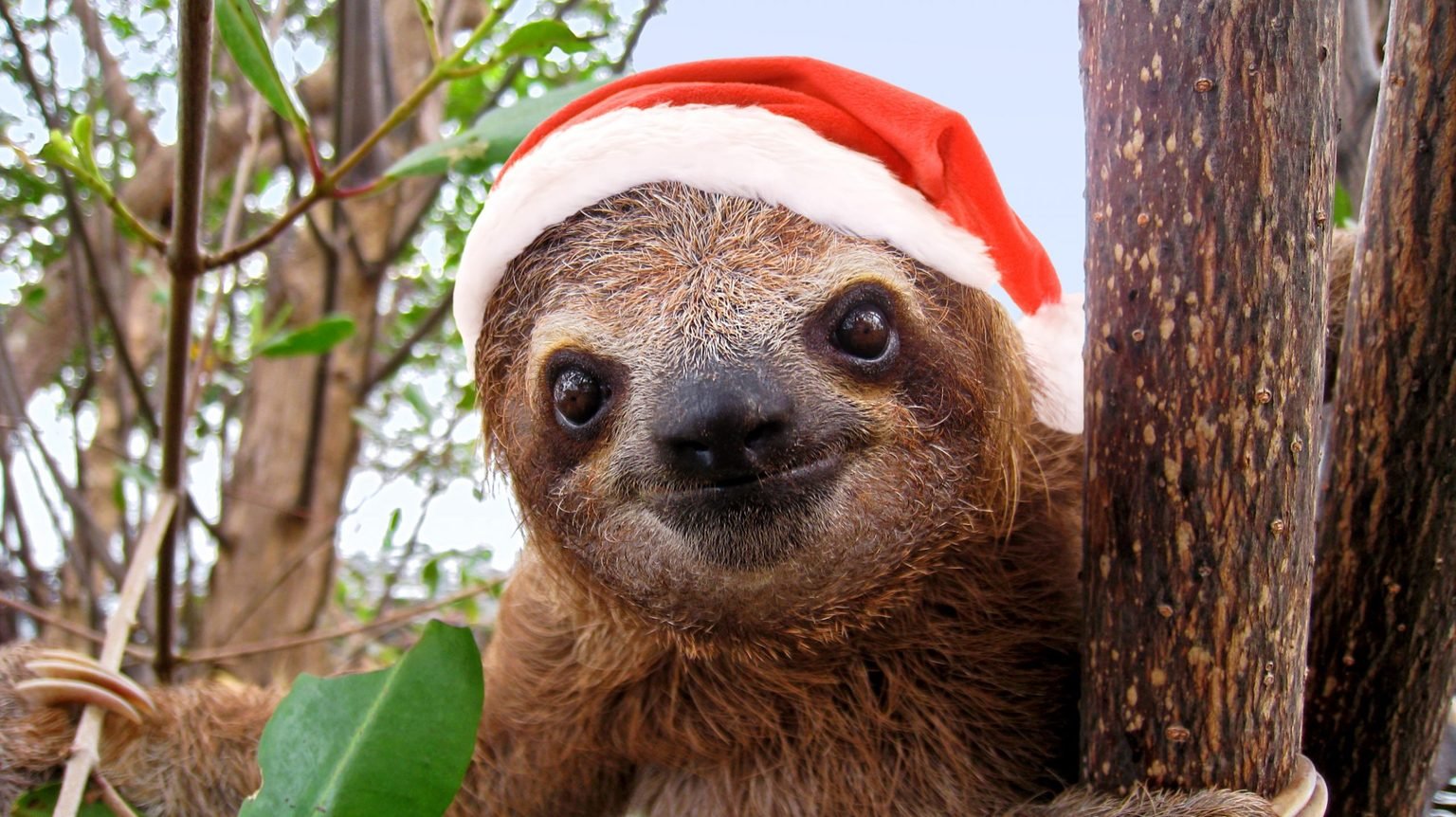 Sloth Santa?!