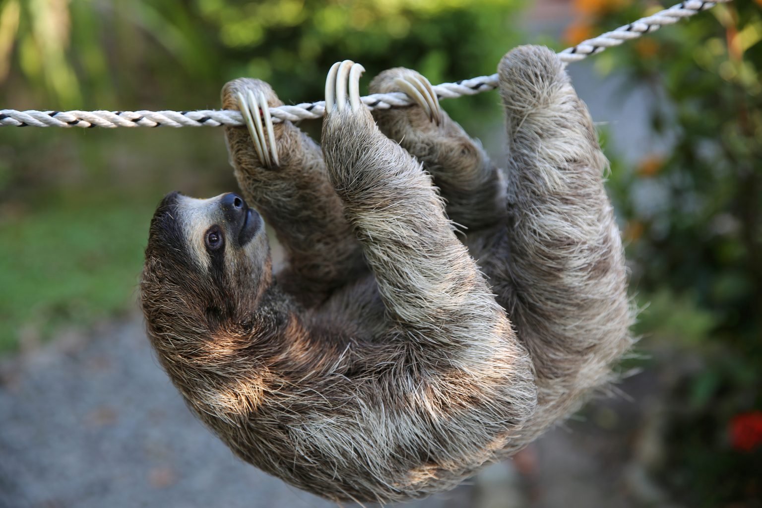 Smiling sloths are the best