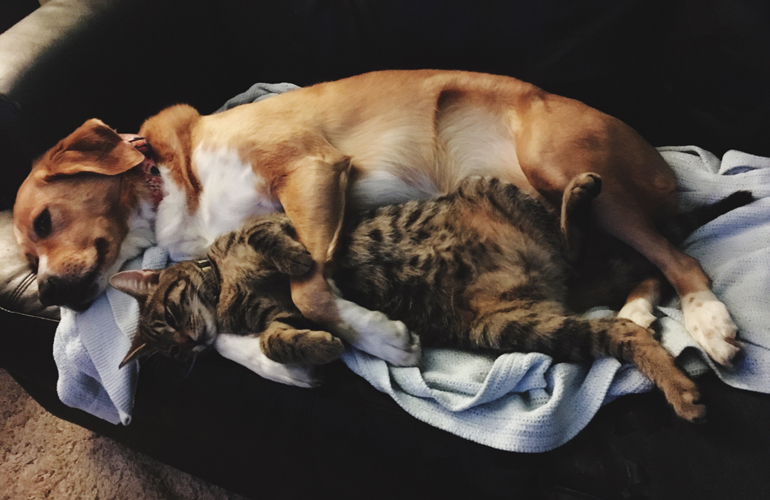 Most Trusted Pet Care (exc. Food): Frontline