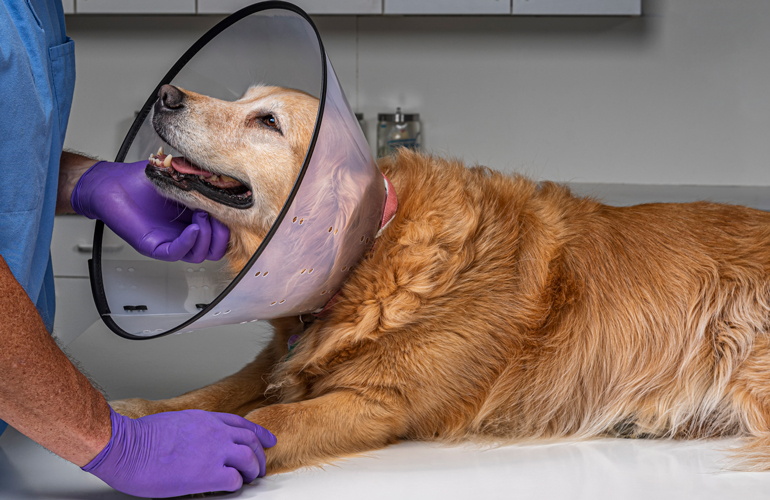 Most Trusted Pet insurance: RSPCA Pet Insurance