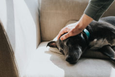 The most trusted brands in Australia for looking after your pet