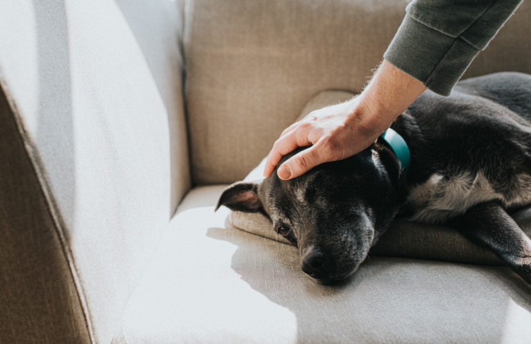 Most trusted brands for caring for our pets