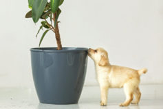 15 plants that are poisonous to dogs