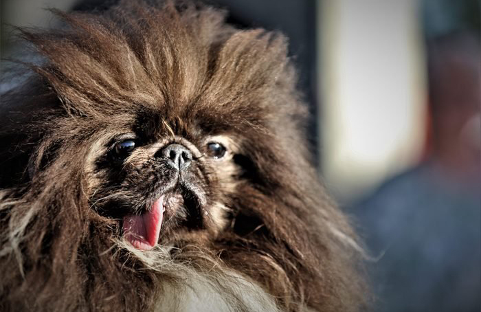 World’s ugliest dogs