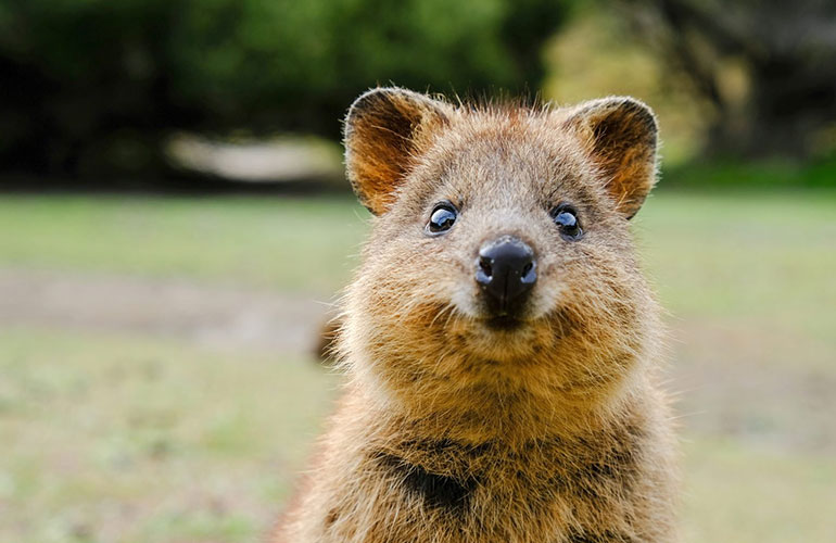 So many adorable animals