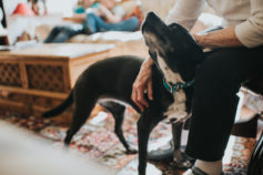 13 revealing secrets your dog knows about you