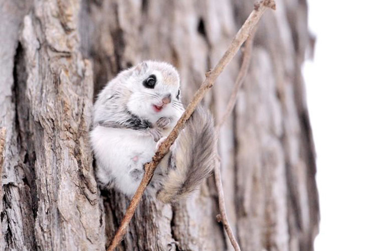 Siberian flying squirrel, North Asia and Europe