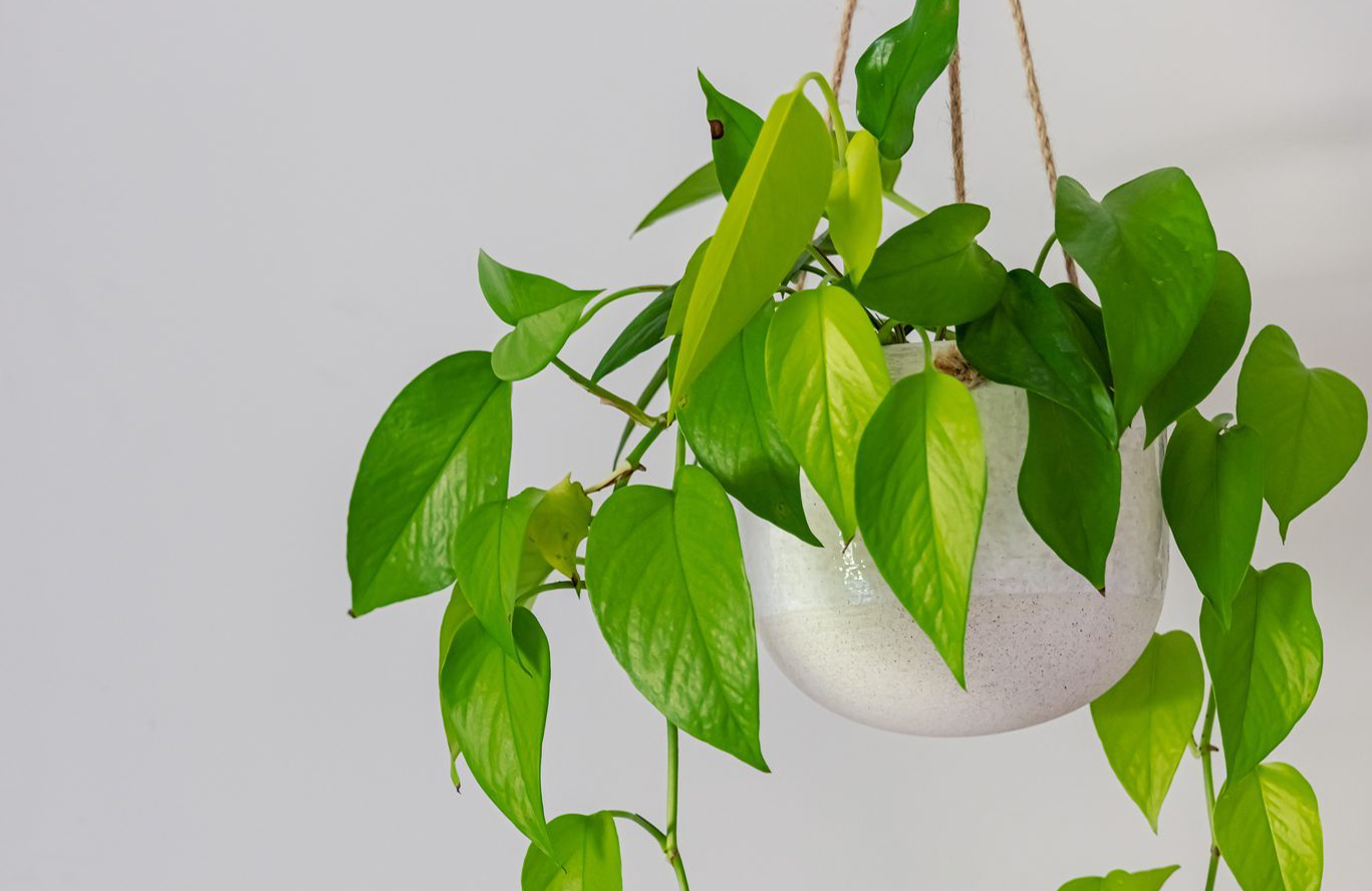 Golden pothos (epipremnum aureum)