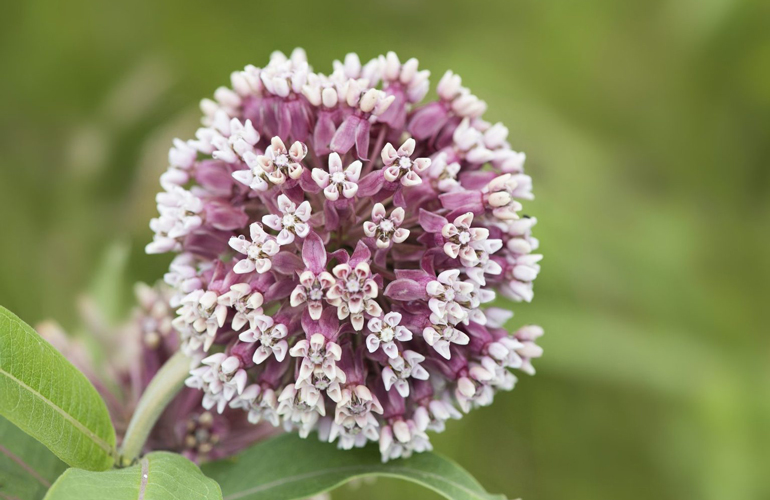Milkweed (asclepias)