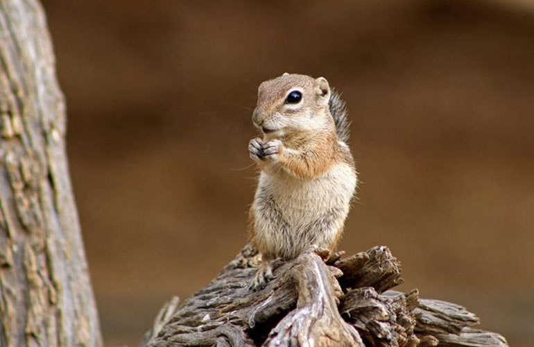 Harris’s antelope squirrel, United States and Mexico