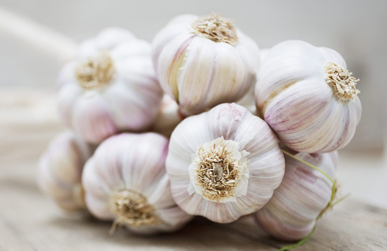 Garlic and onion (allium species)